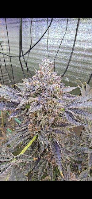 Ebbnflowr grows Chem Double D, Z Pie f2, Caked Up Cherries