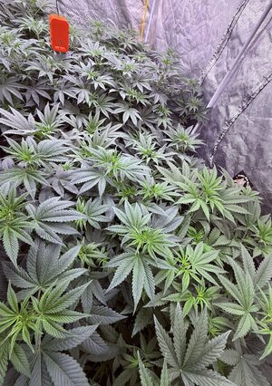 IMG_6355.jpeg IMG_6355.jpeg