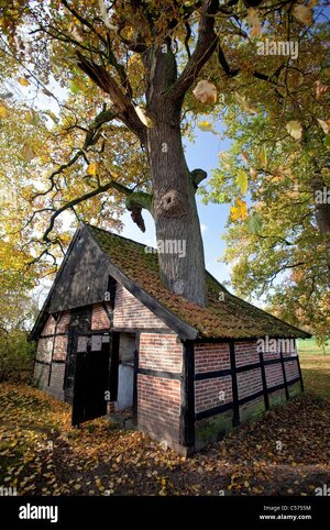 the-netherlands-breklenkamp-autumn-colours-tree-growing-through-roof-C5755M.jpg