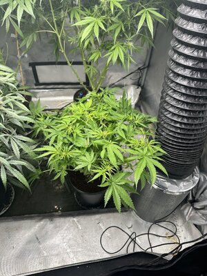 IMG_4699.jpeg IMG_4699.jpeg