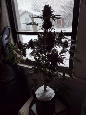 IMG_20250109_134511080.jpg
