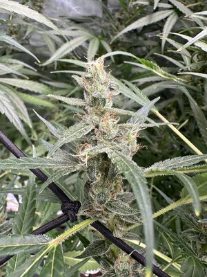 IMG_4717.jpeg IMG_4717.jpeg