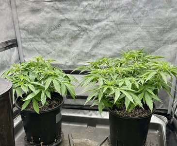 IMG_4715.jpeg IMG_4715.jpeg