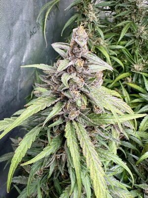 IMG_4819.jpeg IMG_4819.jpeg