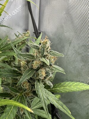 IMG_4900.jpeg IMG_4900.jpeg