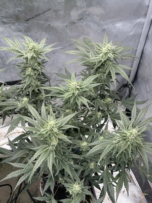 IMG_4988.jpeg IMG_4988.jpeg