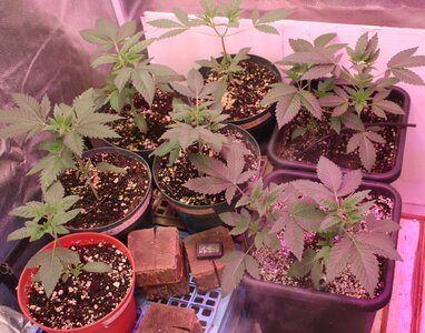 feb 7 new crop.JPG