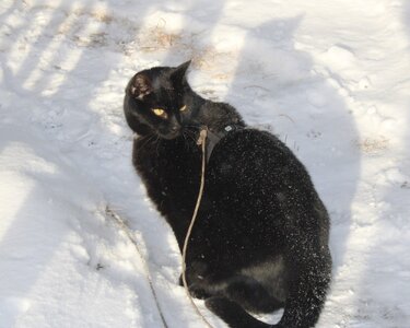 Coal snow cat feb92025.JPG