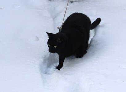 Qnight snow cat.JPG