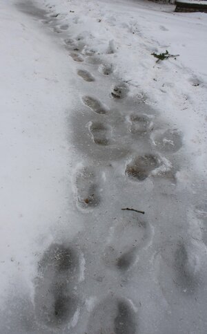 Dinosaur foot prints feb 19 2025.JPG