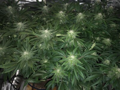 IMG_3187.jpeg