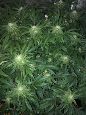 IMG_3195.jpeg