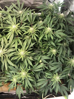 IMG_3197.jpeg