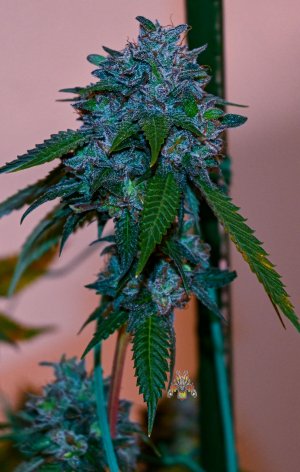 deathstar week 9 10Nikon z-5.jpg