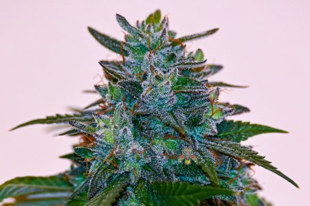 deathstar week 9 10Nikon z-10.jpg