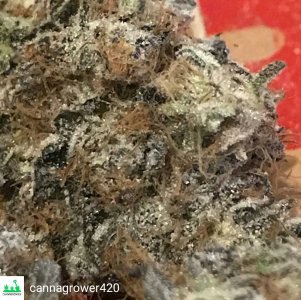 cannagrower420--1538206492951.jpg