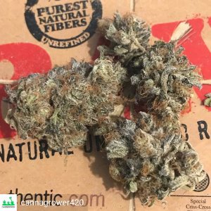 cannagrower420--1538206495280.jpg
