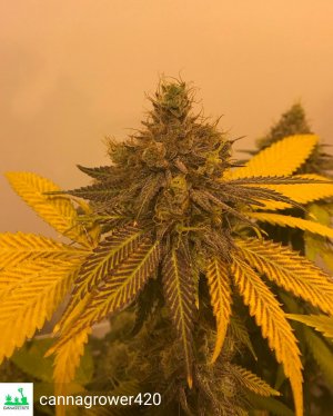 tahoe dragon cookies - grown by cannagrower420-3.jpg