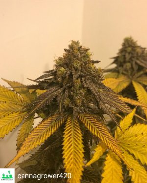 tahoe dragon cookies - grown by cannagrower420-4.jpg