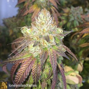 tahoe dragon cookies grown by loneyislandfarms.jpg