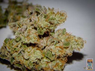 tahoe dragon cookies photo 2 (1 of 1).jpg