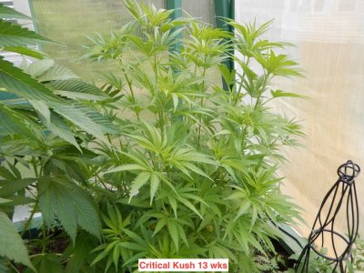Critical kush 13 wks.jpeg
