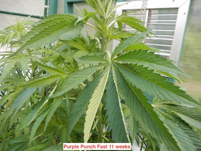 purple punch 11 wks.jpeg