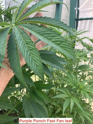 fan leaf purple punch.jpeg