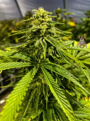 zamal dreams  - supreme reaper photo #4.jpg