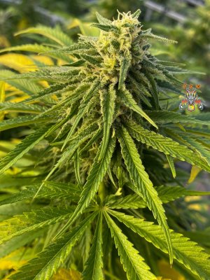 zamal dreams  - supreme reaper photo #6.jpg