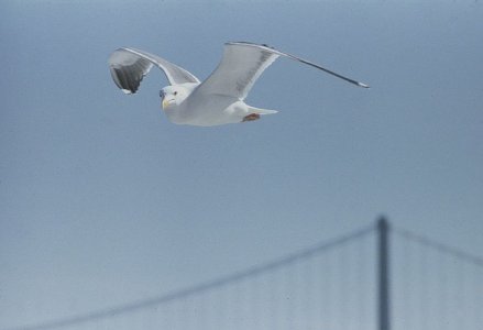 seagull (2).jpg