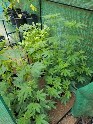 male female gg4 greenhouse.jpg