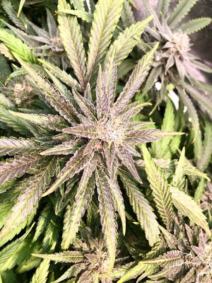 IMG_3690.jpeg