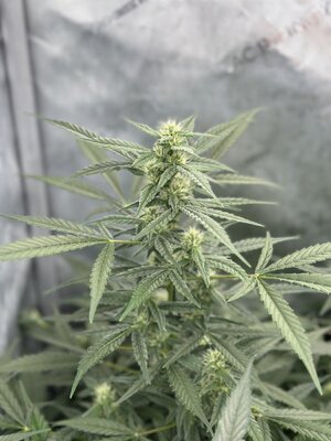 IMG_5231.jpeg
