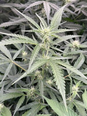 IMG_5242.jpeg
