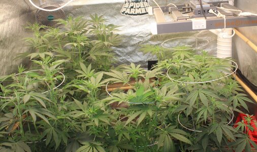 Mar 16 crop.JPG