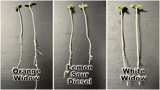 15MAR25 Seedlings.png