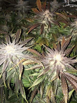 IMG_3727.jpeg