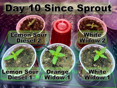 23MAR25 Seedlings.png