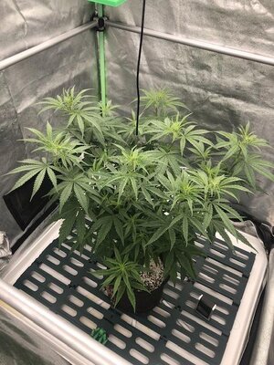 IMG_3333.jpeg