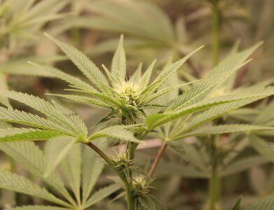 mar 24 sm bud.JPG