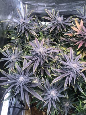 IMG_4072.jpeg