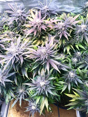 IMG_4073.jpeg