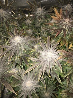 IMG_4079.jpeg