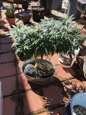 IMG_3854.jpeg IMG_3854.jpeg