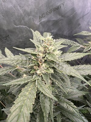 IMG_5315.jpeg