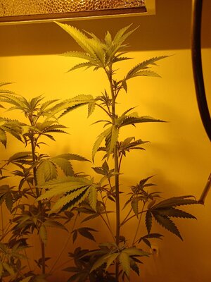 F2 (9).jpg