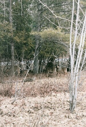 IMG_20250405_072633~2.jpg