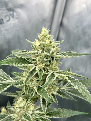 IMG_5367.jpeg