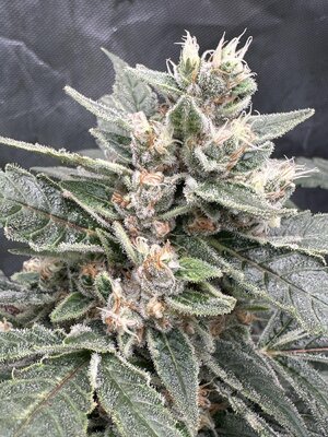 IMG_5376.jpeg
